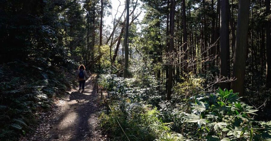 Kamakura: Daibutsu Hiking Trail Tour with Local Guide - Why Kamakura works so well as a hiking day trip