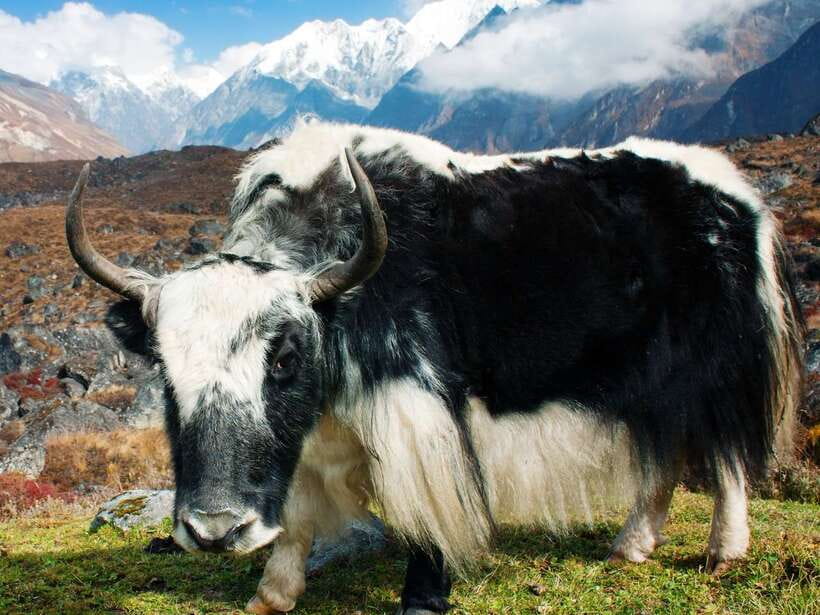 Kathmandu: 6 Days Langtang Valley Trek with Kyanjin Ri - Day 5: Down through the valley to Syabrubesi