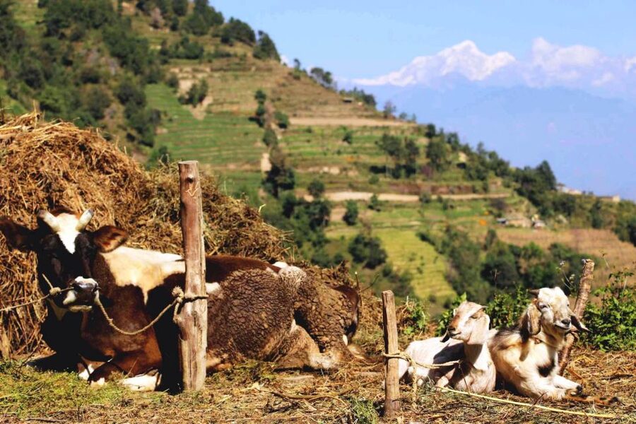 Kathmandu: Chisapani Nagarkot 3-Days 2-Nights Trek - Day 3: Sunrise, Telkot, and Changu Narayan
