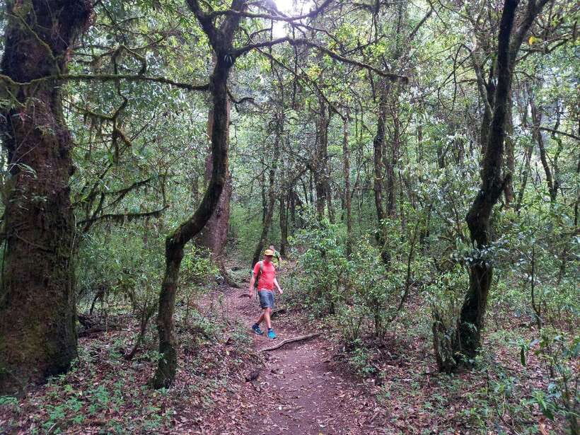 Kathmandu: Shivapuri Day Hike with Lunch - The descent is not simply the easy half