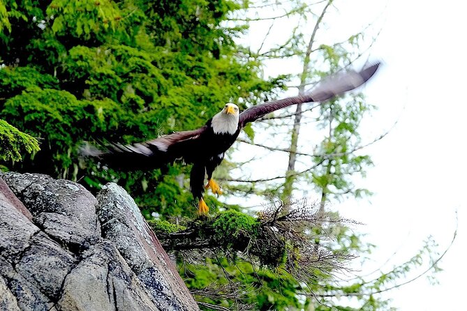 Ketchikan Electric Bike and Rain Forest Hike Ecotour - Salmon, bears, and coastal wildlife
