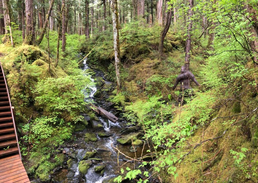 Ketchikan: Tongass Forest Alaska Bigfoot ATV Ride and Hike - Key points to know before you book