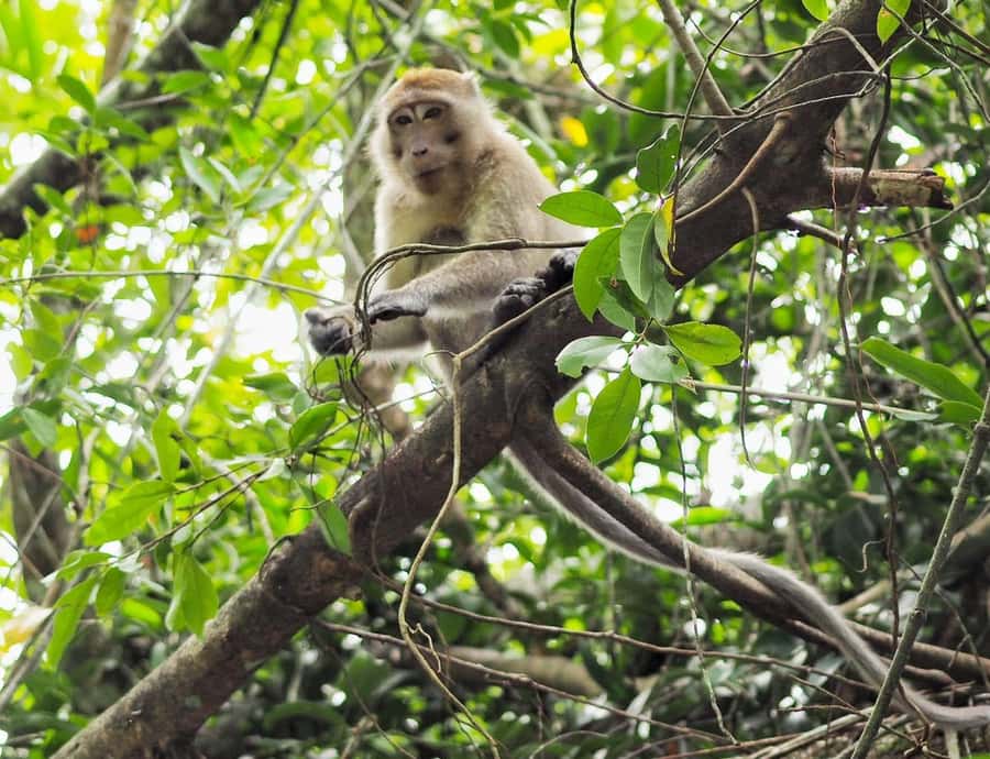 Khao Lak's Little Amazon: Canoe, Trek & Waterfall Day Trip - A gentle nature day from Khao Lak
