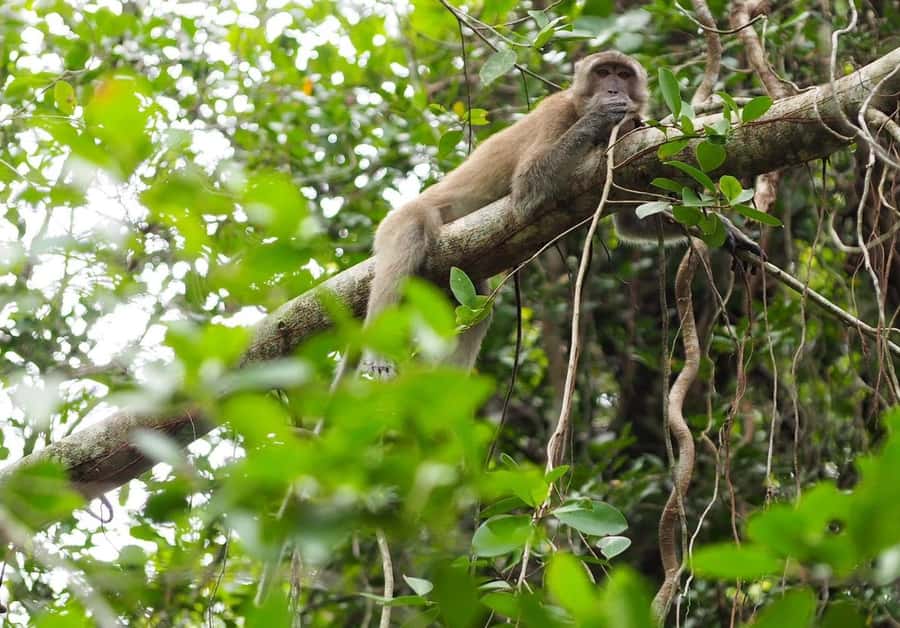 Khao Lak's Little Amazon: Canoe, Trek & Waterfall Day Trip - Thai lunch inside the park