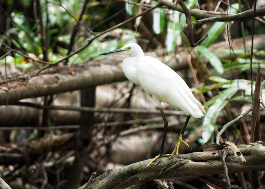 Khao Lak's Little Amazon: Canoe, Trek & Waterfall Day Trip - Rommanee Hot-spring as the final stop