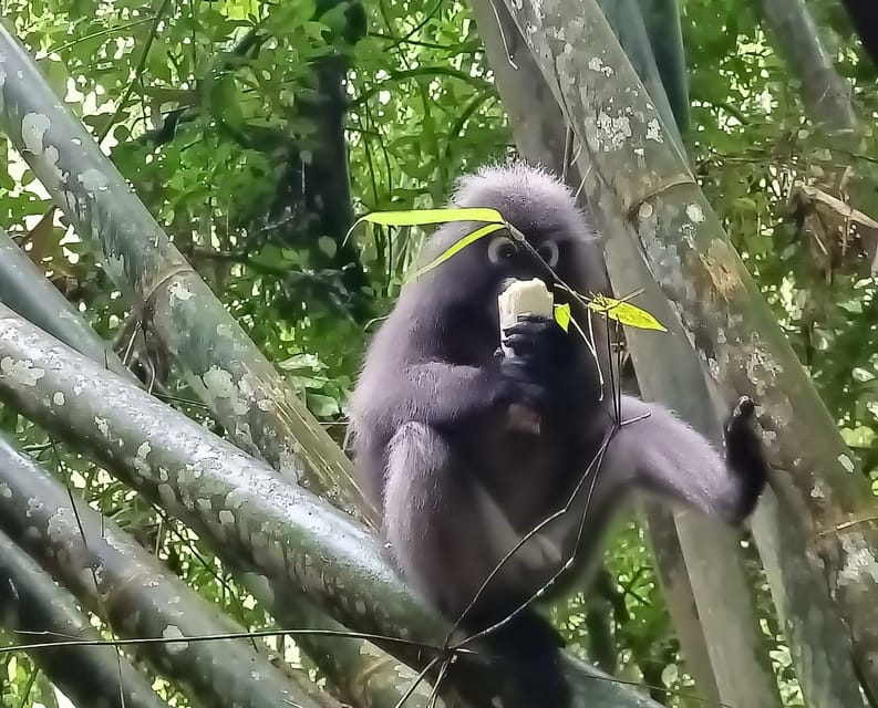 Khao Sok: Private Day Trekking, Jungle Dinner & Night Safari - Who gets the best value from this experience