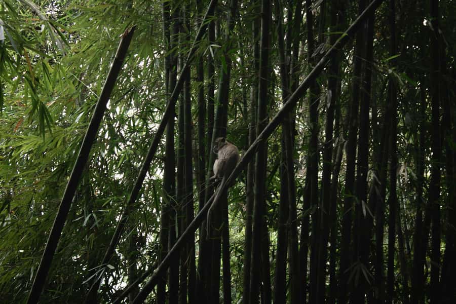Khao Sok: Private Day Trekking, Jungle Dinner & Night Safari - A bamboo-cooked dinner beside the forest