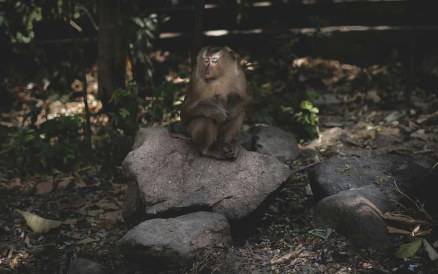 Khao Sok: Private Jungle Trek, Waterfall Swim & Bamboo Lunch - Why the bamboo lunch is worth the time