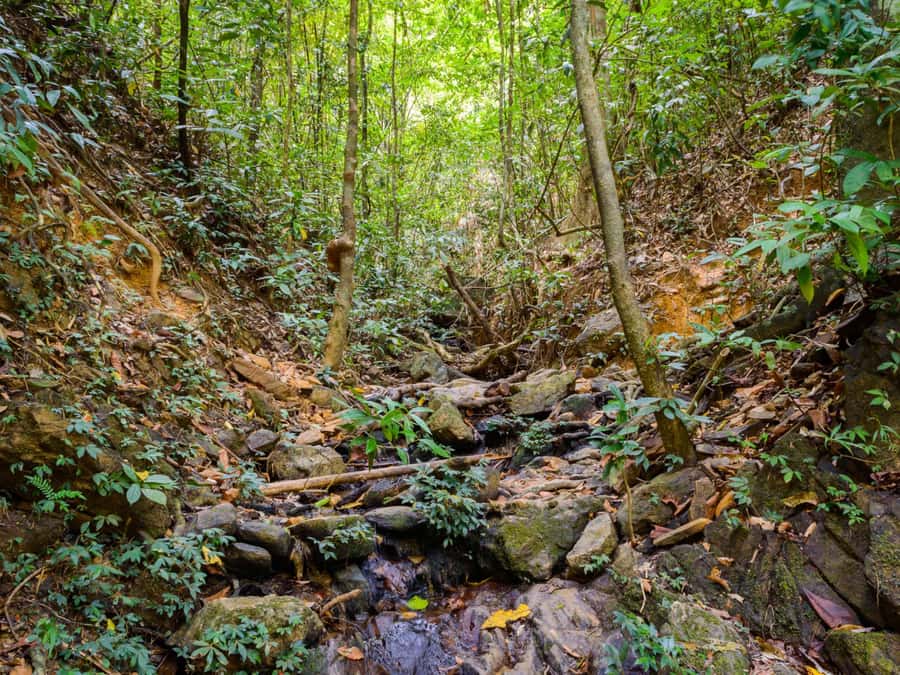 Khao Sok: Private Jungle Trek, Waterfall Swim & Bamboo Lunch - Who should book this jungle outing