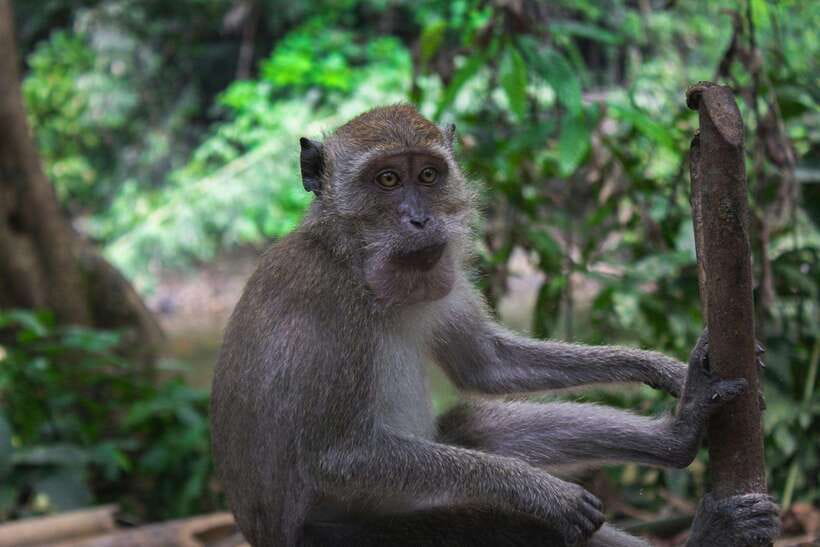 Khao Sok: Private Waterfalls and Wildlife Half-Day Trek - A rainforest walk built around careful wildlife watching