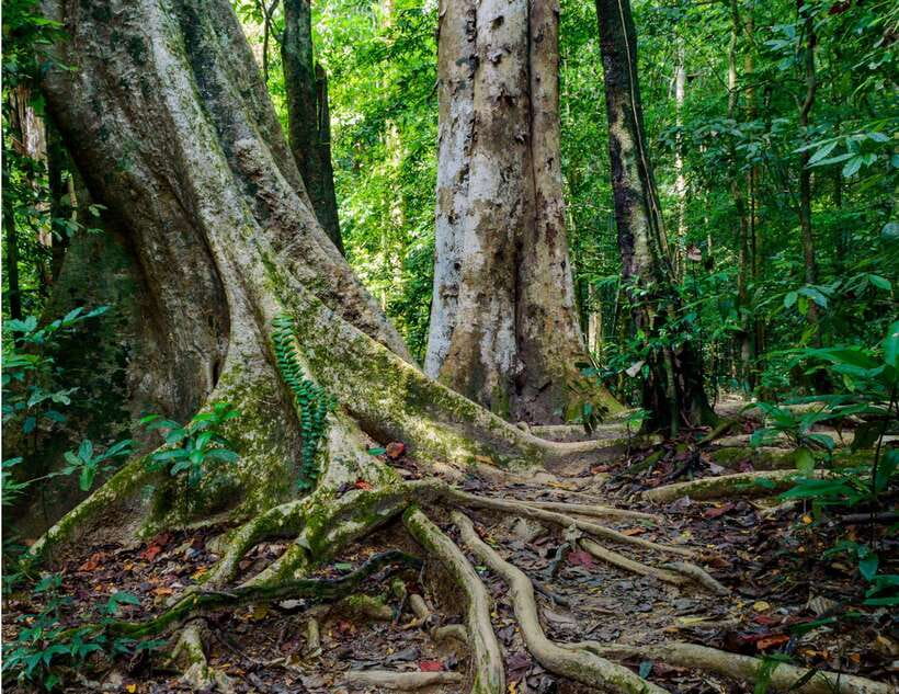 Khao Sok: Private Waterfalls and Wildlife Half-Day Trek - Practical preparation for heat, water, and insects