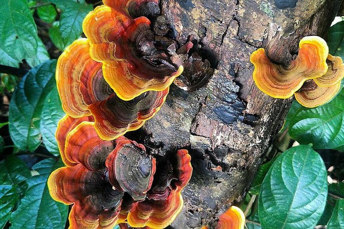 Khao Yai National Park Hiking Day Tour: Haew Narok and Haew Suwat - What is included, and what you still pay for