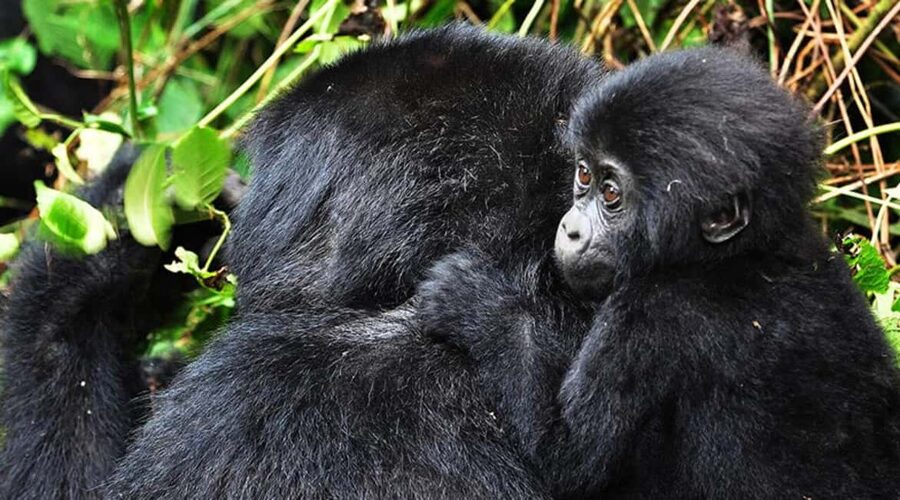 Kigali: Gorilla Trekking in Volcanoes National Park - Key points to know before you book