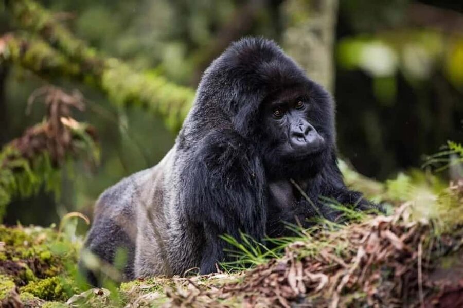 Kigali: Gorilla Trekking in Volcanoes National Park - The 4:30 a.m. pickup from Kigali