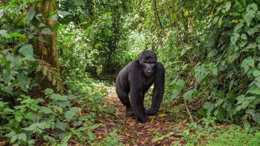 Kigali: Gorilla Trekking in Volcanoes National Park - Meeting the gorillas in their forest home