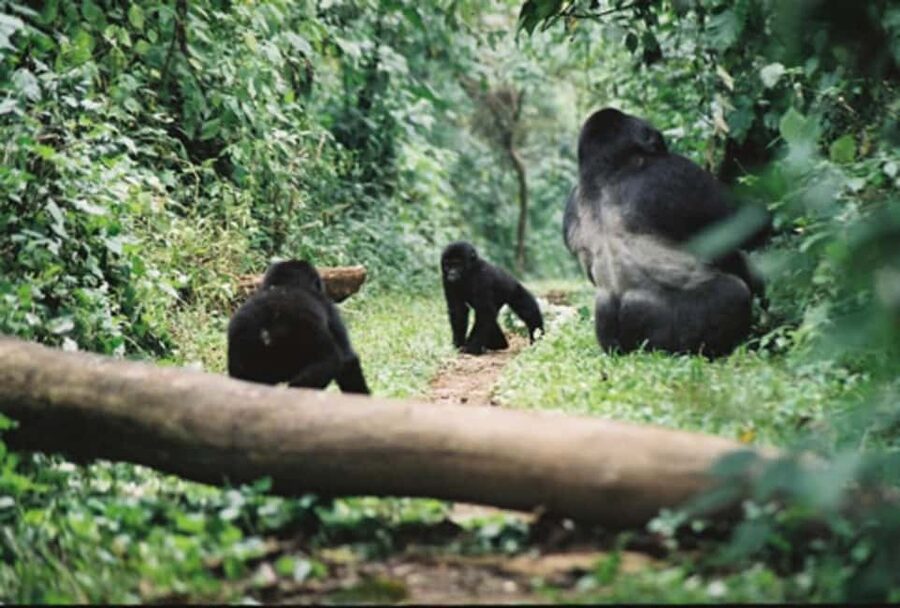 Kigali: Gorilla Trekking in Volcanoes National Park - Arriving at Kinigi and meeting the park team