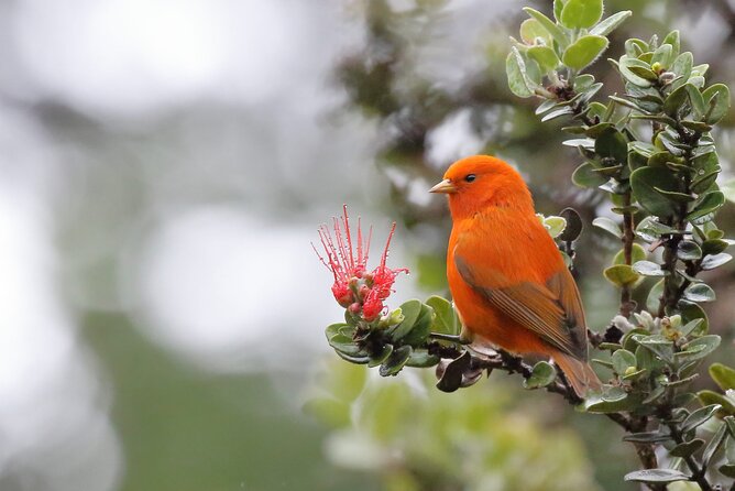 Kīlauea Hike and Lava Gazing with Native Hawaiian - Practical details for the afternoon