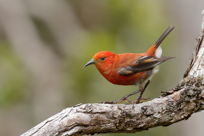 Kīlauea Hike and Lava Gazing with Native Hawaiian - Who will enjoy this Kīlauea hike most