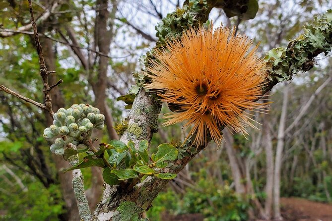 Kīlauea hike and lava gazing with Native Hawaiian - Meeting Pele at the Halemaʻumaʻu lava lake