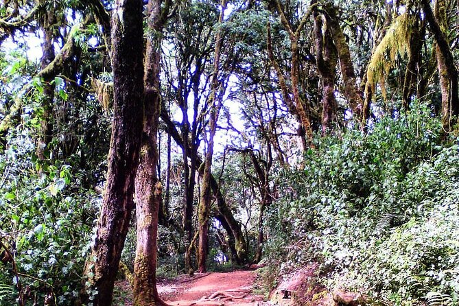 Kilimanjaro Private 2 Days Hiking Tour - Guide support, communication, and the role of John