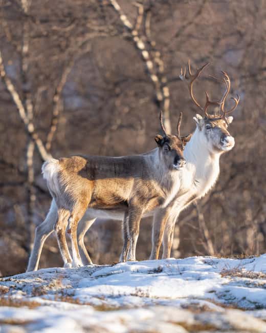 Kiruna: Daytime Snowshoe Hike - How difficult is the walk?