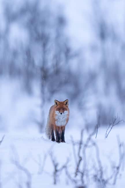 Kiruna: Daytime Snowshoe Hike - Booking details that affect your day