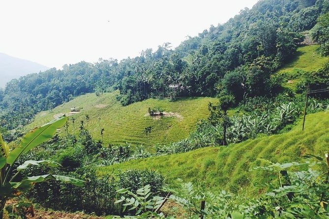 Knuckles Spice Trail Trek from Kandy - Rice terraces and the village route