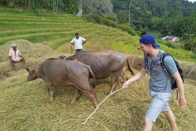 Knuckles Spice Trail Trek from Kandy - Tea estates and mountain views