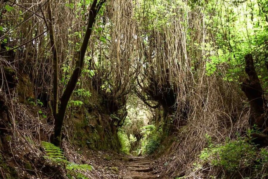 La Palma: Guided Trekking Tour To Cubo de la Galga - The Puntallana start and the ride northeast