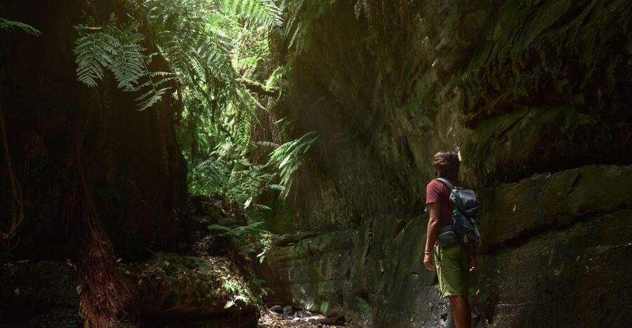 La Palma: Guided Trekking Tour To Cubo de la Galga - Somada Alta and the clear-day reward