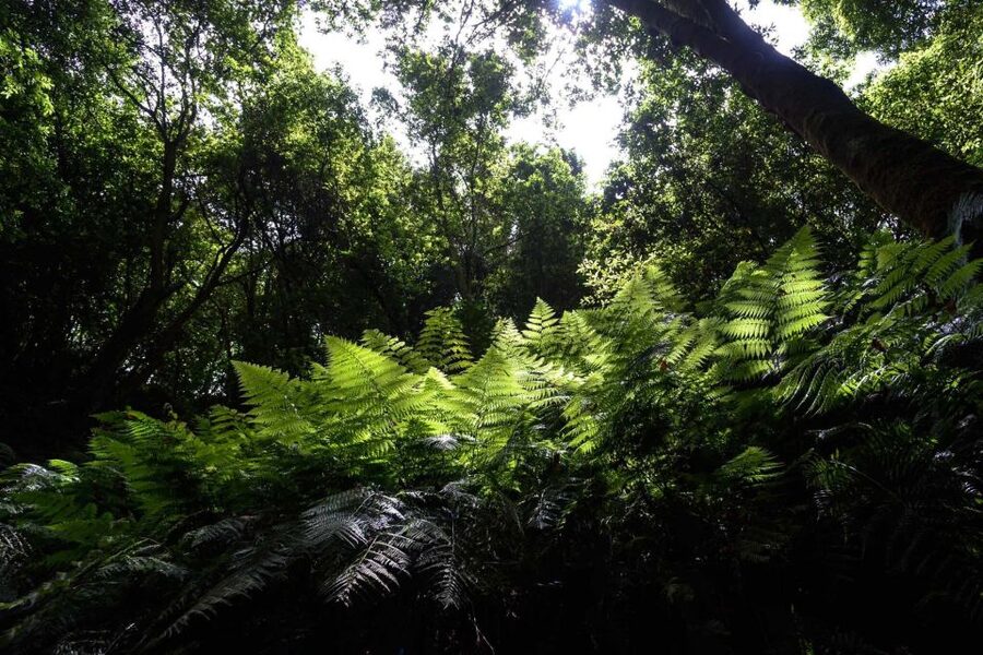 La Palma: Guided Trekking Tour To Cubo de la Galga - How good is the $38 value?