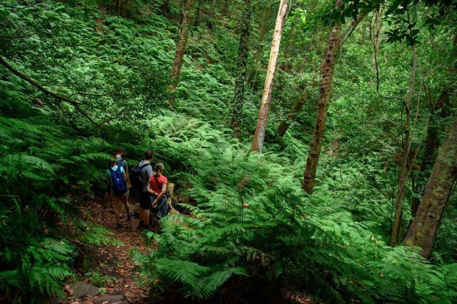 La Palma: Guided Trekking Tour To Cubo de la Galga - Walking beneath ferns and laurel trees