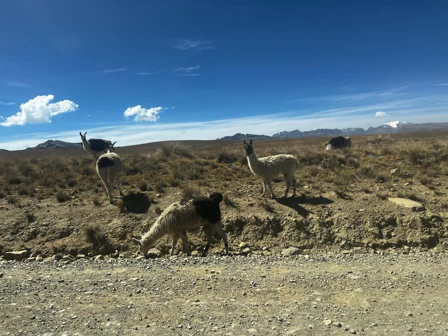 La Paz: Charquini Mountain Guided Hike - What the $39 price really includes