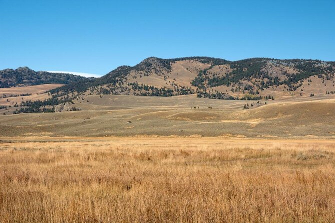 Lamar Valley Safari Hiking Tour with Lunch - Key points at a glance
