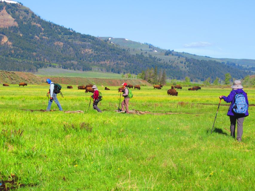 Lamar Valley: Safari Hiking Tour with Lunch - A few practical ways to make the day better