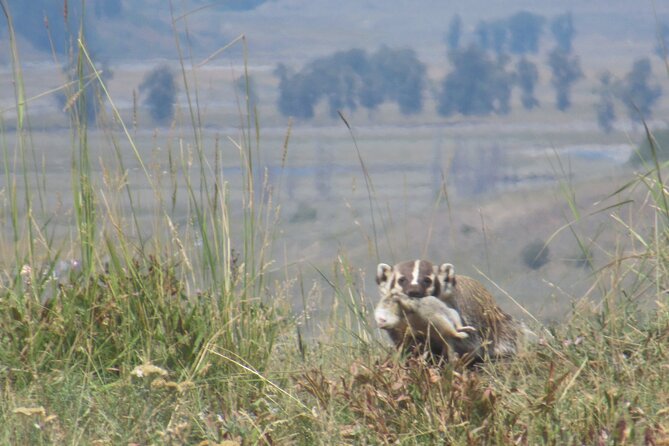Lamar Valley Safari Hiking Tour with Lunch - Weather, closures, and the value of flexibility