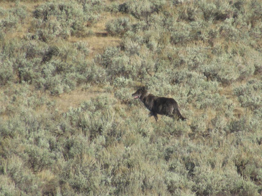 Lamar Valley: Safari Hiking Tour with Lunch - Who will enjoy this hike, and who should skip it