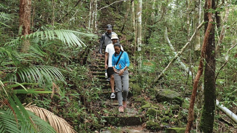 Langkawi SkyTrail Hiking and Cable Car Experience - Forest wildlife and the small details you might miss
