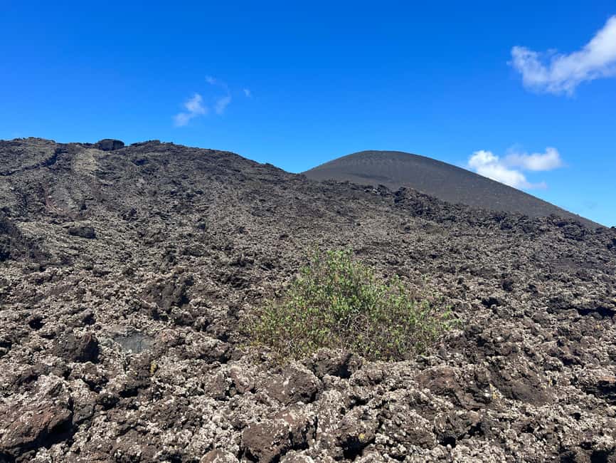 Lanzarote: Guided Hike discover volcano history and culture - Plants that survive in volcanic soil