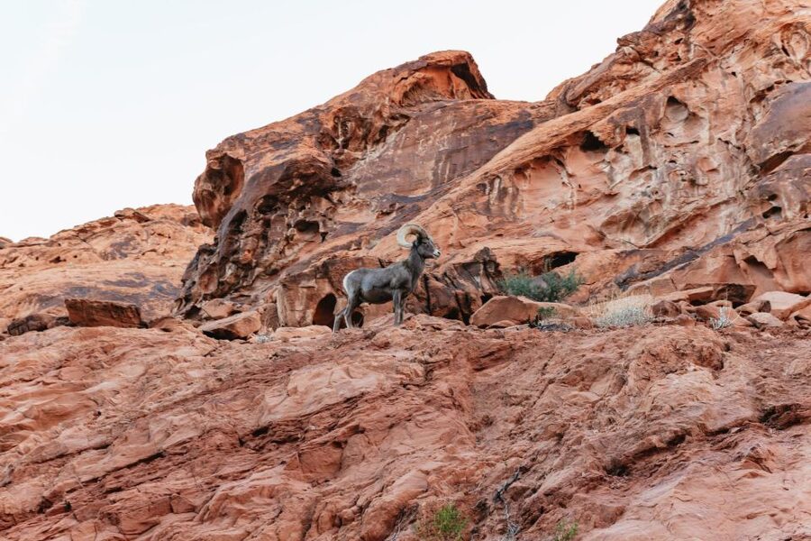 Las Vegas: Valley of Fire Guided Hike with Drinks and Snacks - Who should book this Valley of Fire hike?