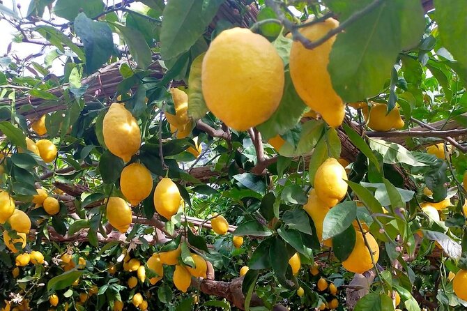 Lemon path hike - Amalfi coast - The real value of the $70.97 price