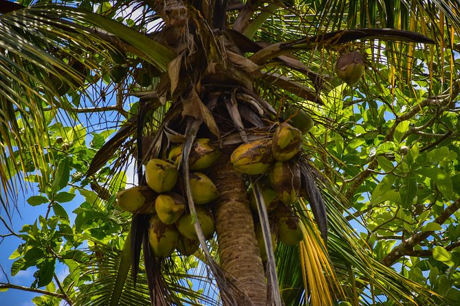 Let's do hiking in Punta Cana - Fruit trees, farms, and the local side of Anamuya