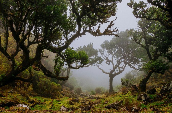 Levada do Rei PR18 Scenic Hike in Madeira with Transfer Service - Walking through Laurissilva forest and waterfalls