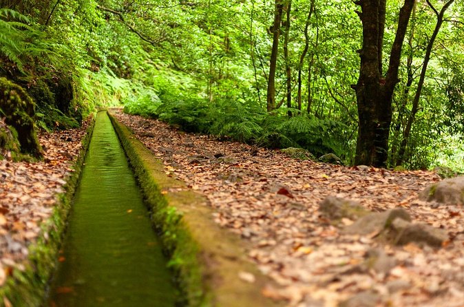Levada do Rei PR18 Scenic Hike in Madeira with Transfer Service - What the $48.06 price really covers