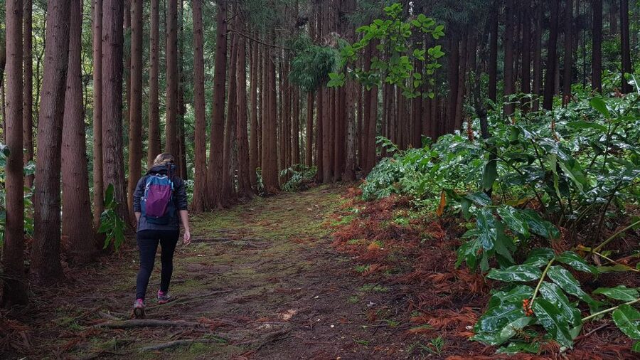 Lomba de São Pedro: Waterfall Hiking Tour with Tea Tasting - Why this day works so well on São Miguel
