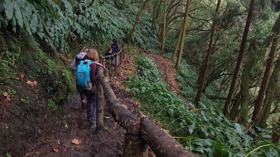Lomba de São Pedro: Waterfall Hiking Tour with Tea Tasting - Cryptomeria forest and the Poço da Truta