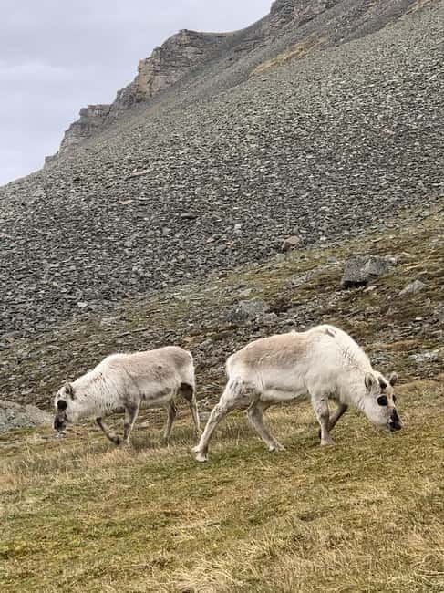 Longyearbyen: Platåfjellet Guided Hike with Panoramic Views - The climb to Platåfjellet