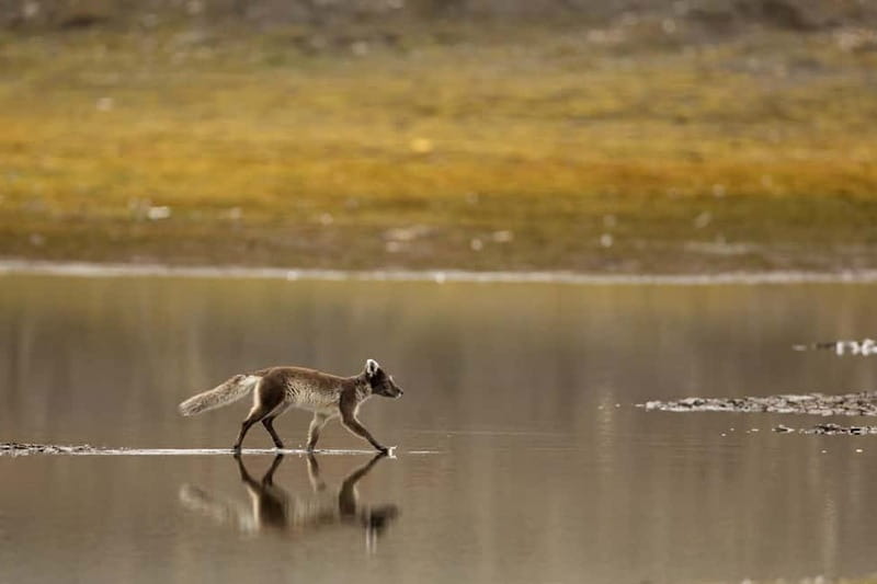 Longyearbyen: Wildlife Safari & Hiking Photography Tour - Why this five-hour safari works for photographers