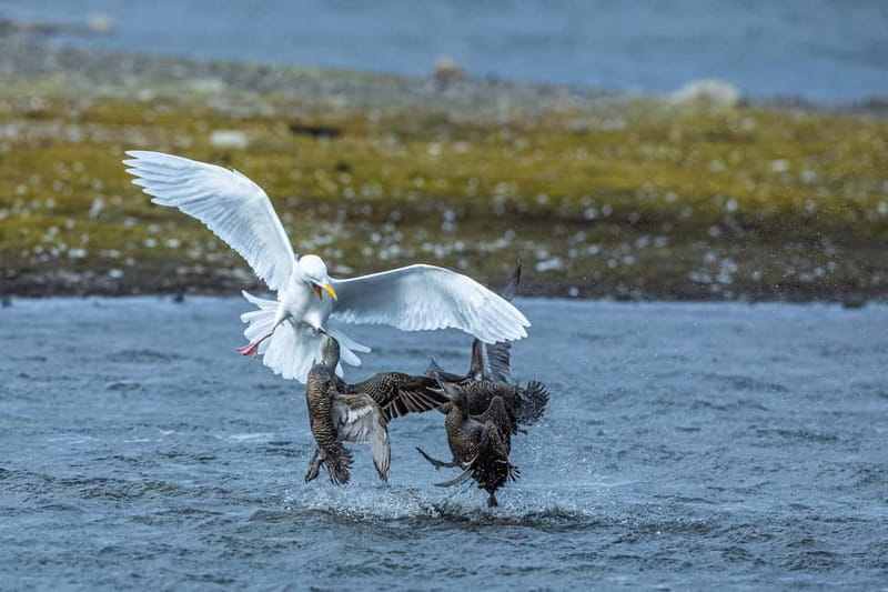 Longyearbyen: Wildlife Safari & Hiking Photography Tour - Leaving Longyearbyen in a small group