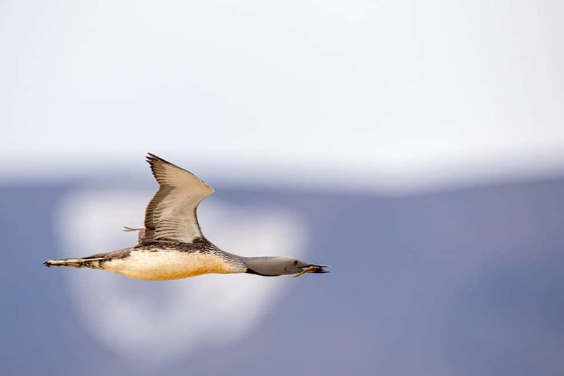 Longyearbyen: Wildlife Safari & Hiking Photography Tour - The easy hike, with up to three hours outside